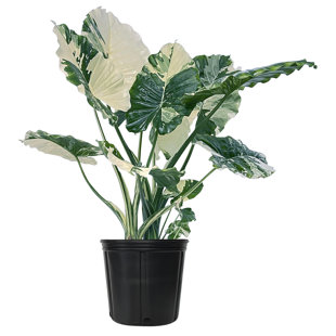 NATURES WAY FARMS Nature's Way Farms Alocasia California Live Plant Tall in Grower Pot