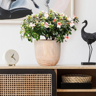 HORTICO RADIAL Round Indoor Plant Pot for House Plants with Waterproof Liner | Natural Wooden House Planter