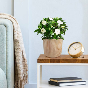 HORTICO CRAFT Round Indoor Plant Pot for House Plants with Waterproof Liner | Natural Wooden House Planter