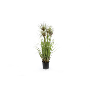 GEKO PRODUCTS Geko Reed Plant