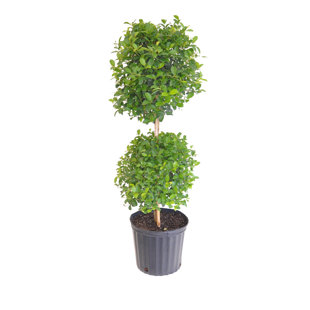 United Nursery Live Evergreen Plant in Nursery Pot