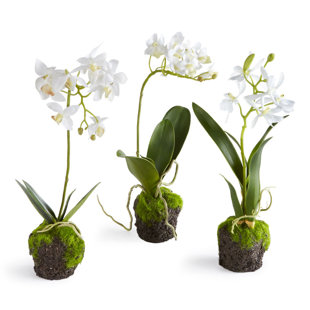 BEACHCREST HOME™ Stiles Dendrobium Drop-In Stem (Set of 3)