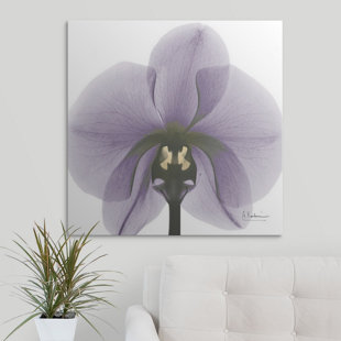 GREAT BIG CANVAS 'Orchid X-Ray by Albert Koetsier Photographic Print