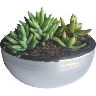 NMN DESIGNS Stainless Steel Pot Planter