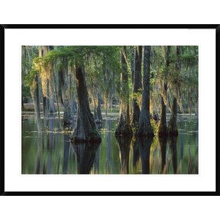 GLOBAL GALLERY Bald Cypress Swamp, Sam Houston Jones State Park, Louisiana Framed On Paper by Tim Fitzharris Print