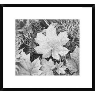 VAULT W ARTWORK " Leaves, Glacier National Park, Montana - 1941 " by Ansel Adams