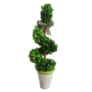 JECO INC. Preserved Boxwood Rotate Topiary in Pot