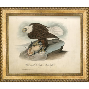 LA PASTICHE White-Headed Sea Eagle Framed On Canvas Painting