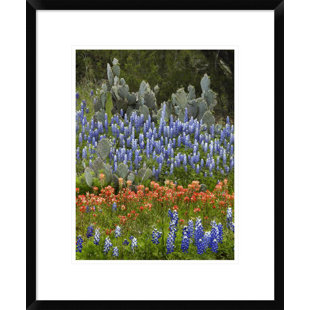 GLOBAL GALLERY Bluebonnet and Pricky Pear Cactus, Texas by Tim Fitzharris Framed Photographic Print