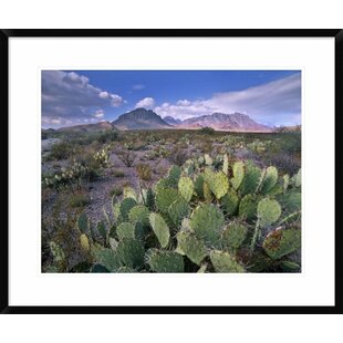 GLOBAL GALLERY " Opuntia Cactus, Chisos Mountains, Big Bend National Park, Chihuahuan Desert, Texas "