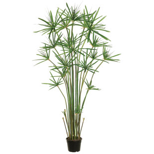 TORI HOME Cypress Tree in Pot Liner Liner