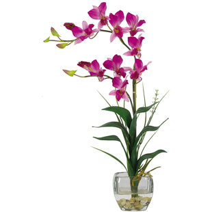 PRIMRUE Arrangement