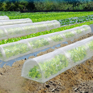 SUNRISE OUTDOOR LTD 2 Ft. W x 16.5 Ft. D Mini Greenhouse