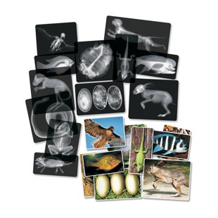 ROYLCO INC Animal X-rays Educational Tool