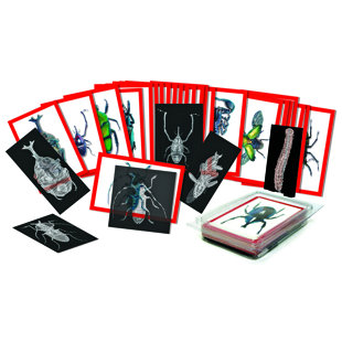 ROYLCO INC Insect X-rays and Picture Flash Cards