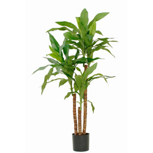 THE SEASONAL AISLE 100cm Dracaena Plant in Pot