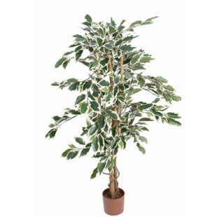 THE SEASONAL AISLE 110cm Ficus Tree in Pot