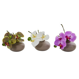 PRIMRUE Arrangement in Planter (Set of 3)