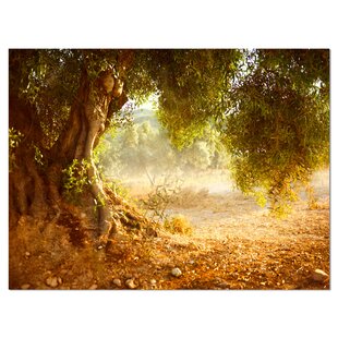 DESIGN ART " Beautiful Old Olive Tree "