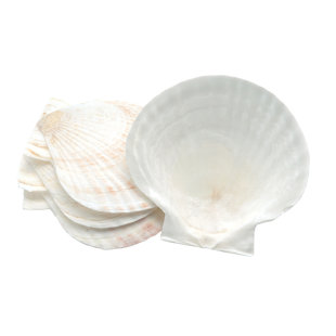 Nantucket Seafood Natural Baking Sea Shells, 5-Inch, Set of 4 (Set of 4)