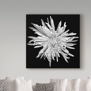 TRADEMARK FINE ART Susan S. Barmon " Chrysanthemum 1 Black And White "