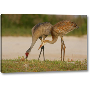 HIGHLAND DUNES FL, Sandhill Crane Waits For Food From Parent On Canvas by Arthur Morris Print