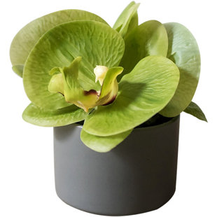 WROUGHT STUDIO™ PEVA Orchid Arrangement in Pot