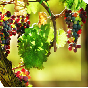 WEST OF THE WIND OUTDOOR CANVAS ART Agosto Outdoor