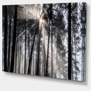 EAST URBAN HOME " Sunbeams Through Black White Forest "