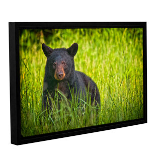 MILLWOOD PINES Black Bear Cades Cove On Canvas Print