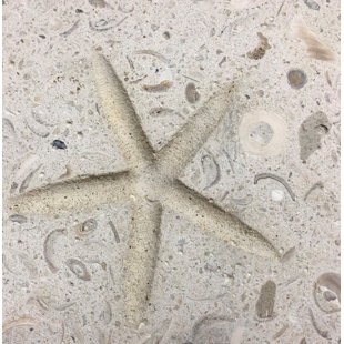 MATRIX-Z 6" x 6" Seastone Cement Starfish Fossil Impression Square Edge Medallion Tile in Beige