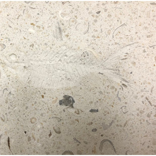 MATRIX-Z SeaStone 6" x 6" Cement Whole Fish Fossil Impression Medallion Tile in Beige