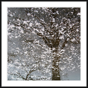 SOICHER MARIN Infrared " Infrared Cherry Blossoms "