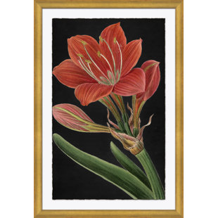 SOICHER MARIN Red Flower Large - Picture Frame Graphic Art on Paper