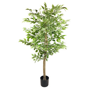 THE SEASONAL AISLE 160cm Ficus Tree in Pot