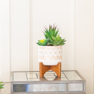 PRIMRUE Cactus Succulent in Pot