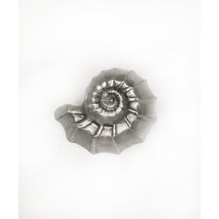 D'ARTEFAX Tropical 3/2" Length Nautilus Novelty Knob