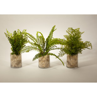 T&C FLORAL COMPANY 12'' Plant in Glass Jar