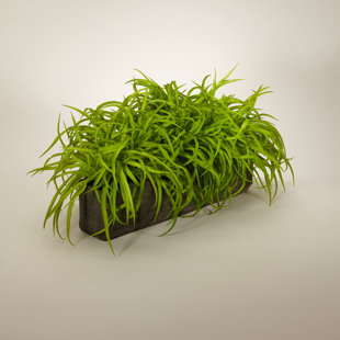 T&C FLORAL COMPANY 19'' Grass in Concrete Pot