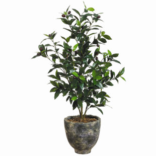TORI HOME Olive Tree in Pot
