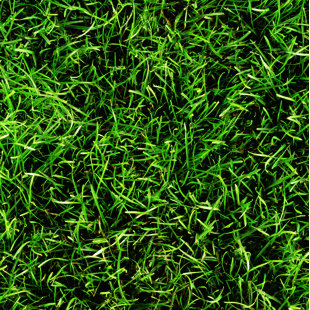 IMAGINE TILE, INC. Grass 8" x 8" Ceramic Patterned Wall & Tile