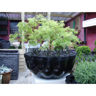 FREEPORT PARK Handmade Pot Planter