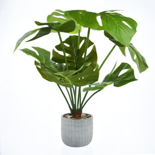 THE SEASONAL AISLE 50cm Foliage Plant in Porcelain Pot