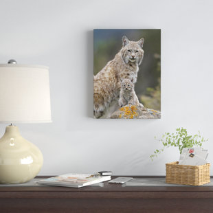 EAST URBAN HOME Bobcat Mother And Kitten, North America On Canvas by Tim Fitzharris Photograph