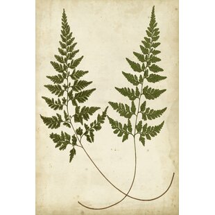 FERNLEAF Leinwandbild Fern Portfolio I von Francis G. Heath