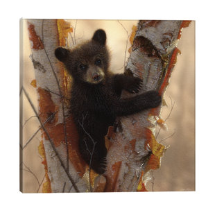 ALPEN HOME Curious Black Bear Cub I by Collin Bogle - Print on Canvas