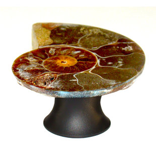 MYTERRA GEMSTONE HARDWARE Ammonite Fossil Cabinet Knob