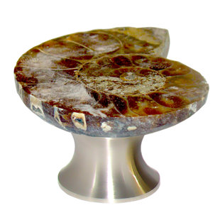 MYTERRA GEMSTONE HARDWARE Ammonite Fossil Knob