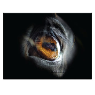 METRO LANE Photographers Lane - Wrapped Canvas Photograph