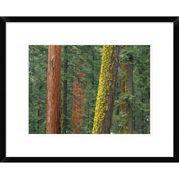 Global Gallery Giant Sequoia Trees In Grant Grove Sequoia National Park California By Tim Fitzharris Framed Photographic Print Wayfair